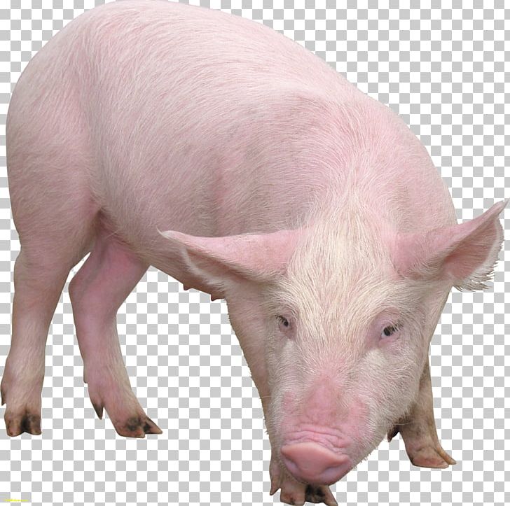 Pig Desktop Photography PNG, Clipart, Animals, Autocad Dxf, Clip Art, Desktop Wallpaper, Domestic Pig Free PNG Download