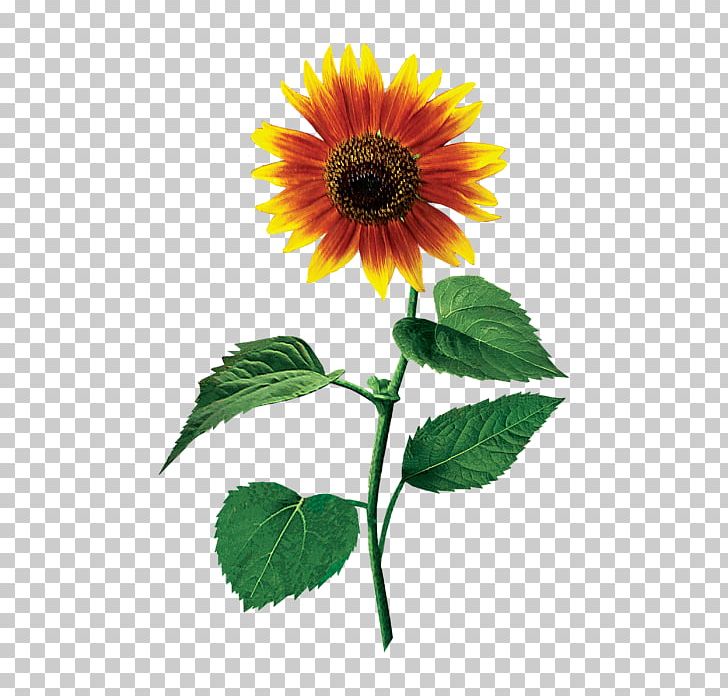 Common Sunflower Sunflower Seed Annual Plant Sunflowers PNG, Clipart, Annual Plant, Common Sunflower, Cover, Daisy Family, Duvet Cover Free PNG Download
