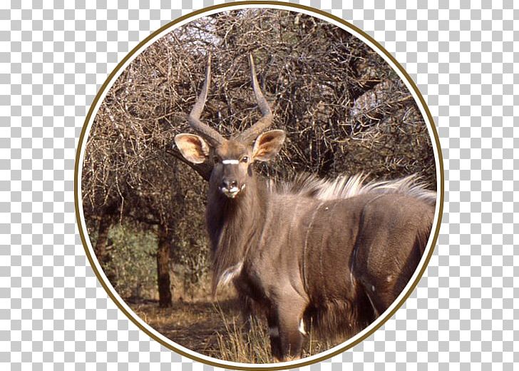 Elk White-tailed Deer Waterbuck Fauna PNG, Clipart, Animal, Animals, Antelope, Antler, Deer Free PNG Download