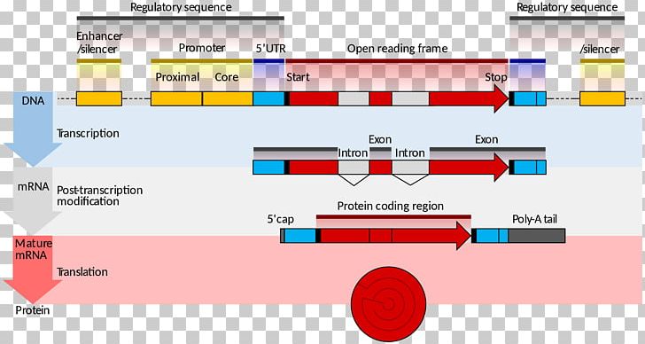 Gene Structure Coding Region Gene Expression Eukaryote PNG, Clipart, Angle, Area, Brand, Coding Region, Diagram Free PNG Download