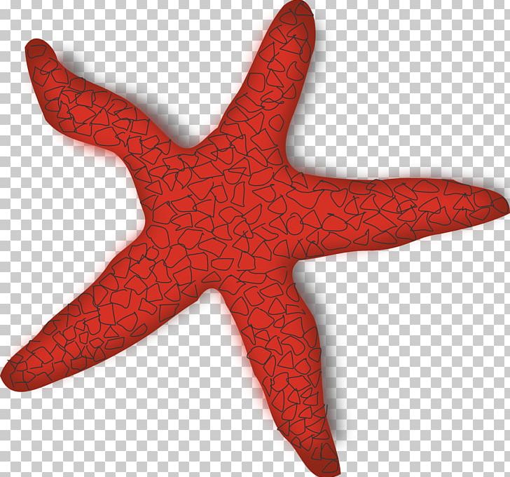 Mauritius Starfish PNG, Clipart, Animals, Art, Color, Conciencia, Drawing Free PNG Download