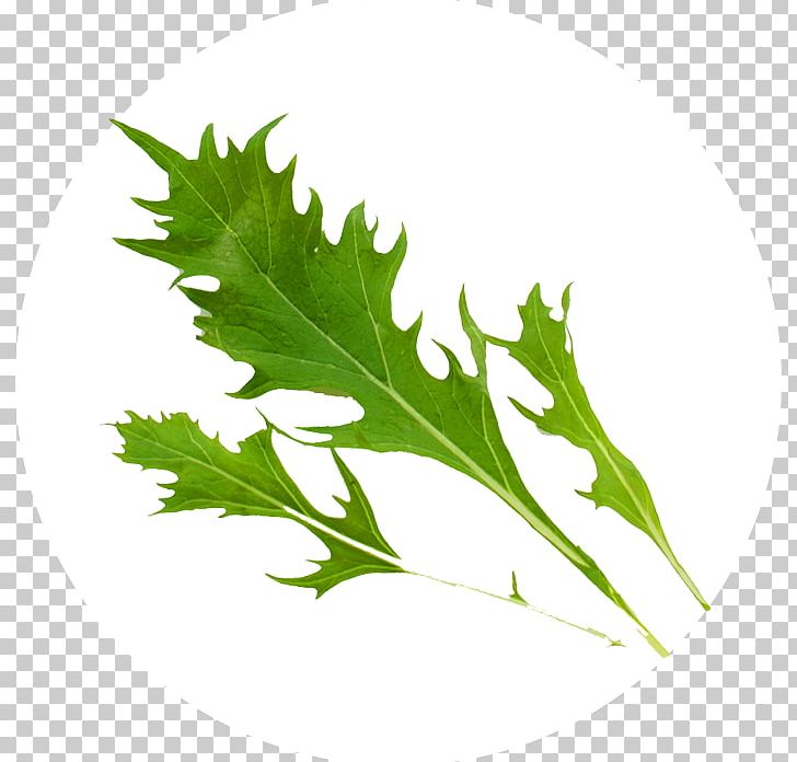Mizuna Coriander Stock Photography Spring Greens PNG, Clipart, Coriander, Food, Herb, Leaf, Leaf Vegetable Free PNG Download
