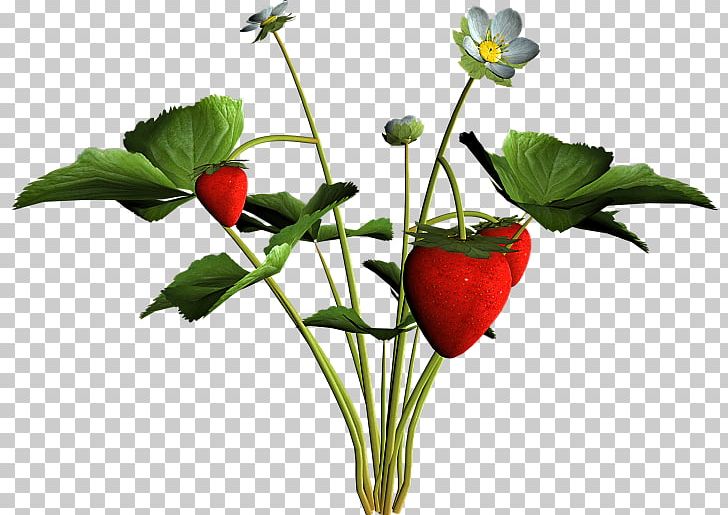 Strawberry Cut Flowers Natural Foods Plant Stem Flowerpot PNG, Clipart, Cut Flowers, Flower, Flowering Plant, Flowerpot, Food Free PNG Download
