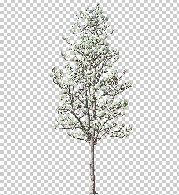 Tree Livistona Chinensis Woody Plant Twig PNG, Clipart, Architecture, Branch, Conifer, Evergreen, Fir Free PNG Download