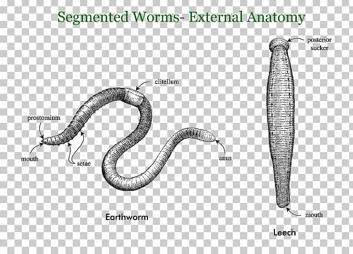 Earthworms Annelid Segmentation Roundworms PNG, Clipart, Anatomy, Animal, Annelid, Biology, Earthworm Free PNG Download