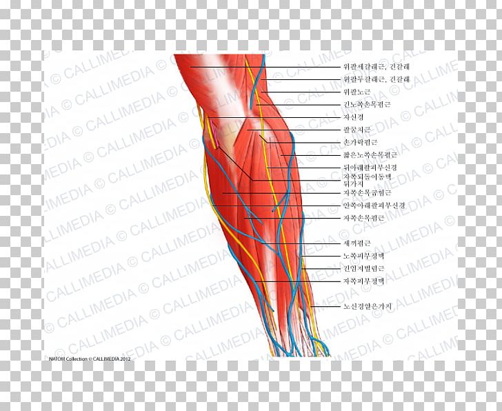 Hand Nerve Muscle Forearm Anatomy PNG, Clipart, Abdomen, Anatomy, Angle, Arm, Artery Free PNG Download