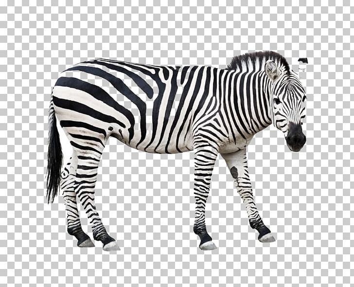 Horse Zebra PNG, Clipart, Animal, Animal Pictures, Animals, Black And White, Encapsulated Postscript Free PNG Download