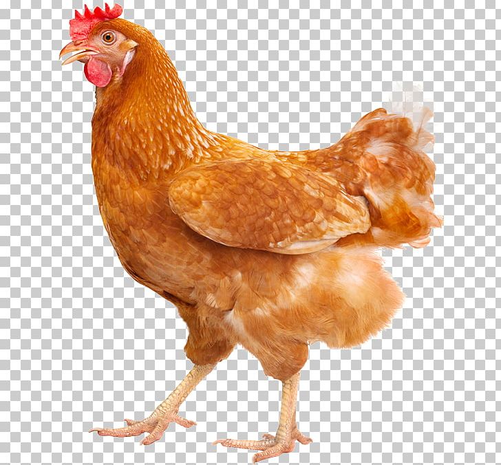 Plymouth Rock Chicken Silkie Hen Poultry Farming Free Range PNG, Clipart, Beak, Bird, Chicken, Chickens As Pets, Egg Free PNG Download