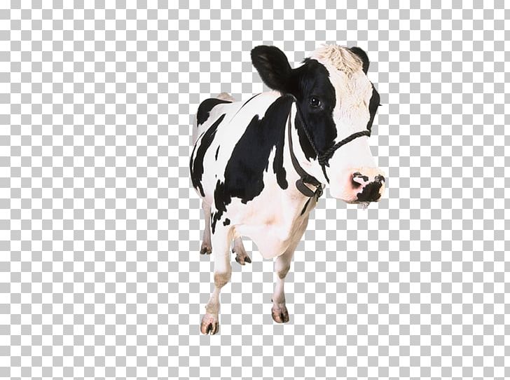 App Store Apple Dairy Cattle Screenshot PNG, Clipart, Advanced Audio Coding, Apple, App Store, Cattle Like Mammal, Cow Goat Family Free PNG Download