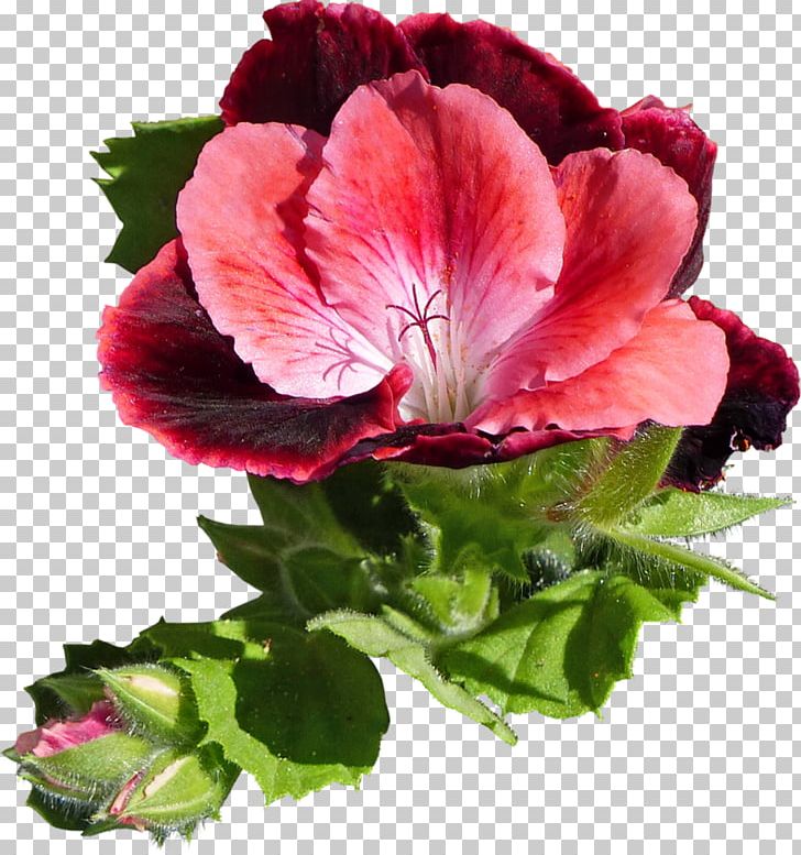 Geraniums Regal Pelargonium Annual Plant Hibiscus PNG, Clipart, Annual Plant, Flower, Flowering Plant, Geraniaceae, Geranium Free PNG Download