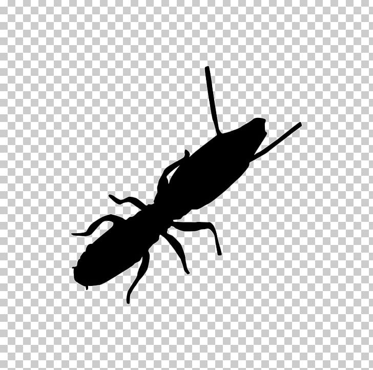 Insect Cockroach Ant Pest Termite PNG, Clipart, Animal, Animals, Ant, Ants, Arthropod Free PNG Download