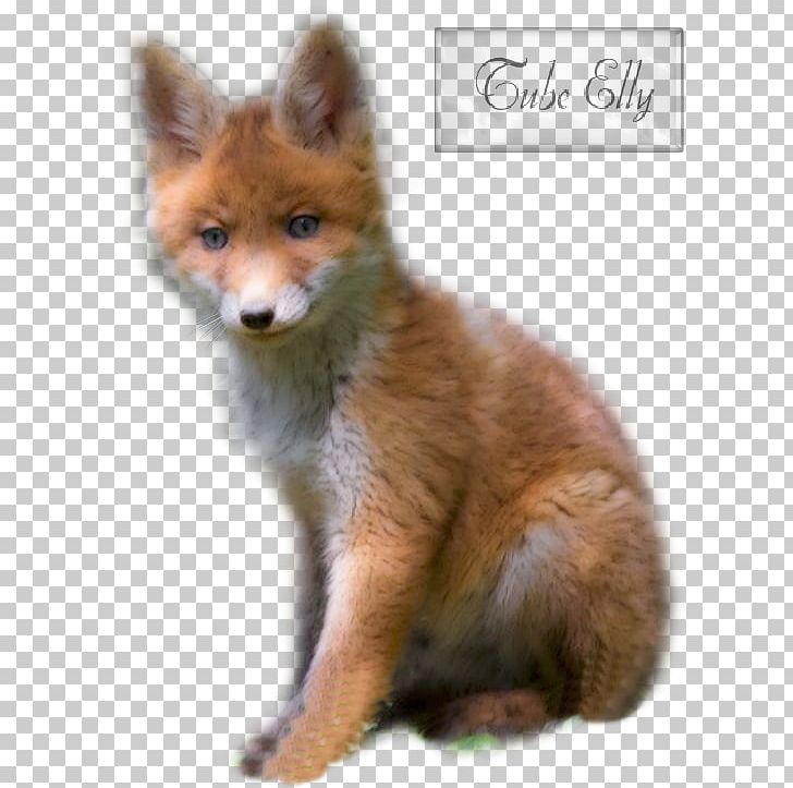 Tiger Dhole Kit Fox Multi PNG, Clipart, Animals, Aunt, Dhole, Dog, Dog Breed Free PNG Download