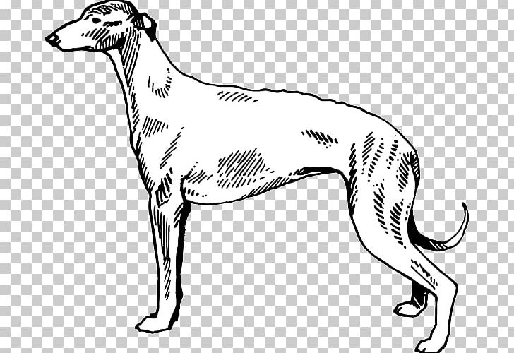 Whippet Italian Greyhound Spanish Greyhound Polish Greyhound PNG, Clipart, Black, Black And White, Borzoi, Breed, Carnivoran Free PNG Download