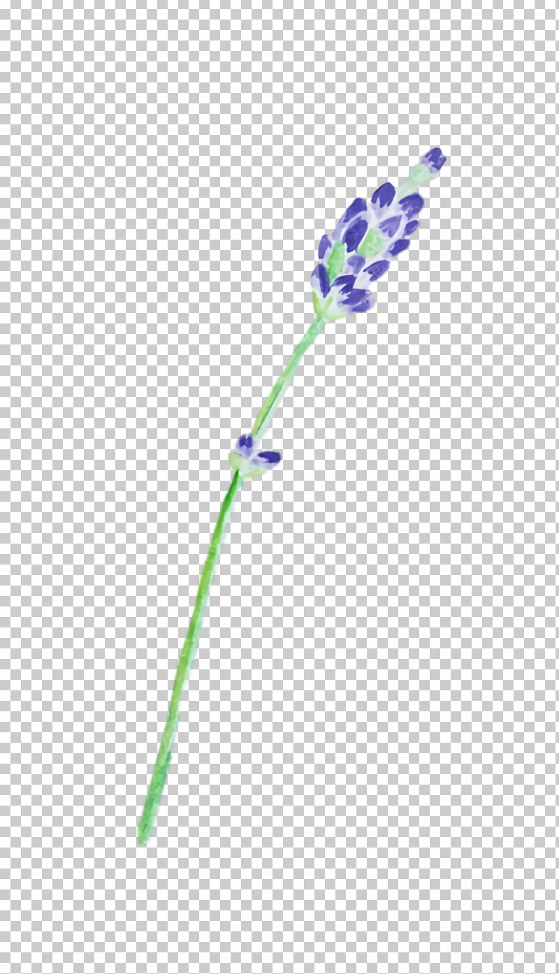 Lavender PNG, Clipart, Biology, Flower, Lavender, Lilac, Plants Free PNG Download