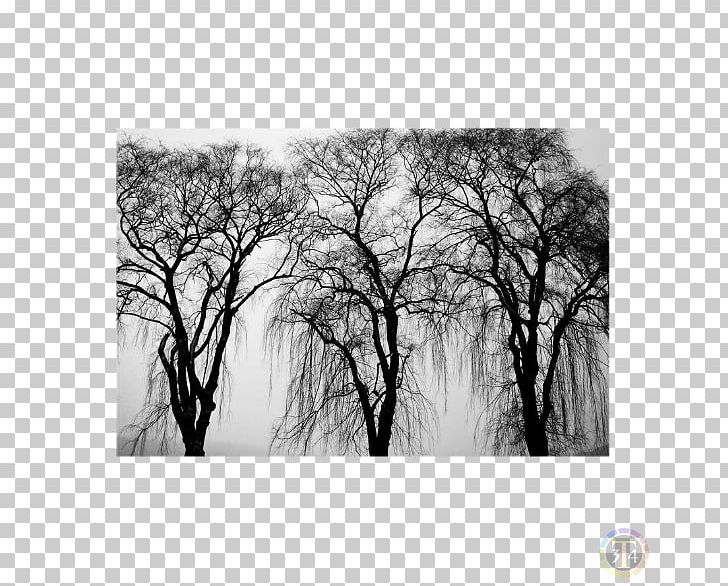 Black And White Tree PNG, Clipart, Black And White, Branch, Computer Wallpaper, Download, Drawing Free PNG Download