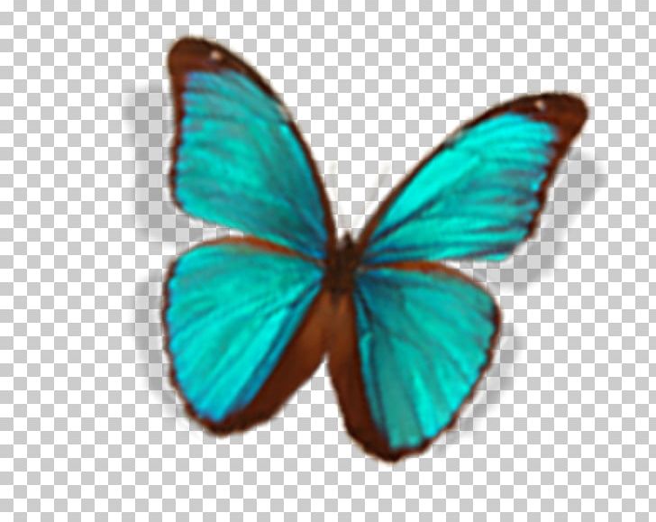 Butterfly Nymphalidae PNG, Clipart, Brush Footed Butterfly, Butterflies, Butterflies And Moths, Butterfly, Butterfly Group Free PNG Download