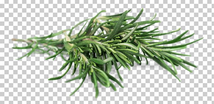 Chlorophytum Comosum Houseplant Groundcover Tree PNG, Clipart, Branch, Breast, Breast Size, Breat, Chlorophytum Free PNG Download