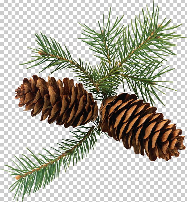Conifer Cone Eastern White Pine PNG, Clipart, Christmas Ornament, Cone, Conifer, Conifer Cone, Conifers Free PNG Download