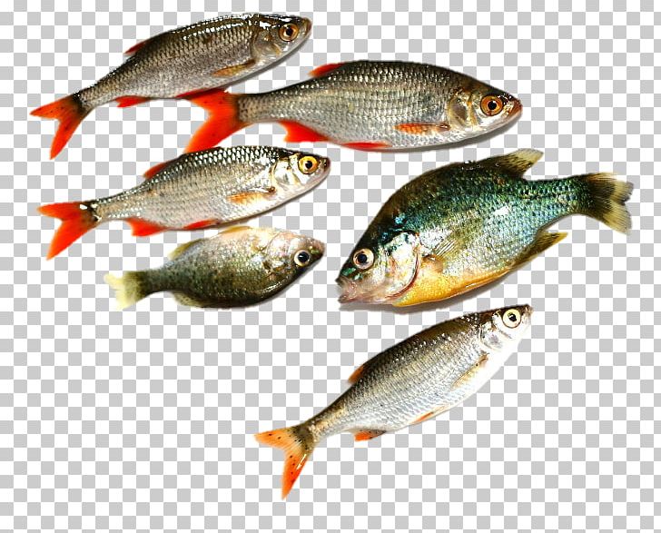 Fish Photography Euclidean Seafood PNG, Clipart, Animals, Animal Source Foods, Common Rudd, Desktop Wallpaper, Fish Free PNG Download