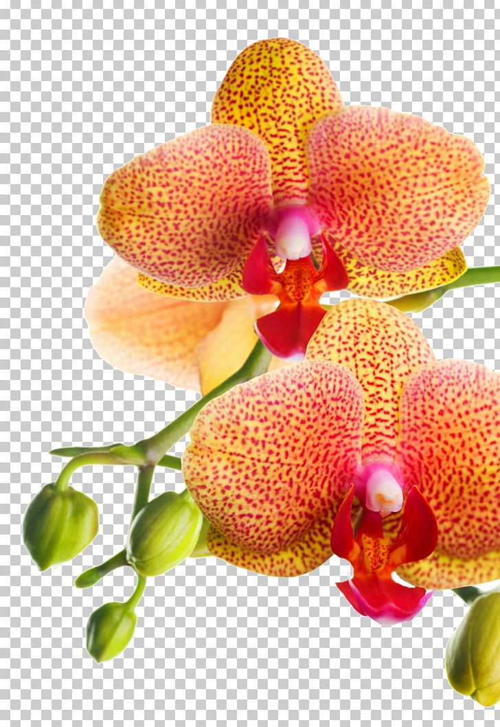 Orchids Artificial Flower Stock Photography PNG, Clipart, Art, Artificial Flower, Bud, Can Stock Photo, Drawing Free PNG Download