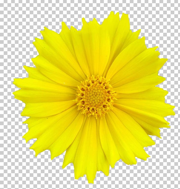 Stock Photography Flower Yellow Transvaal Daisy PNG, Clipart, Blue, Calendula, Chrysanths, Color, Common Daisy Free PNG Download