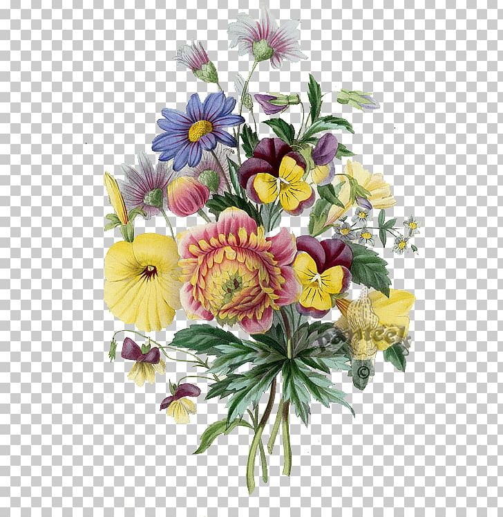 Floral Design Botanical Illustration Drawing Flower PNG, Clipart, Botany, Chrysanths, Cut Flowers, Daisy, Floristry Free PNG Download