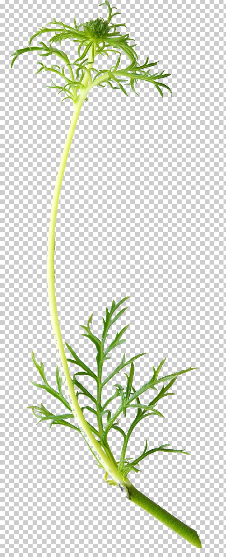 Flower Plant Stem Blomsterbutikk Leaf Vegetable PNG, Clipart, Blomsterbutikk, Branch, Digital Cameras, Display Resolution, Flower Free PNG Download