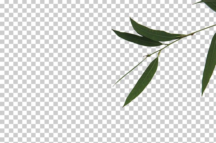 Green Leaf Bamboe Gratis PNG, Clipart, Angle, Autumn Leaves, Bamboe, Banana Leaves, Branch Free PNG Download