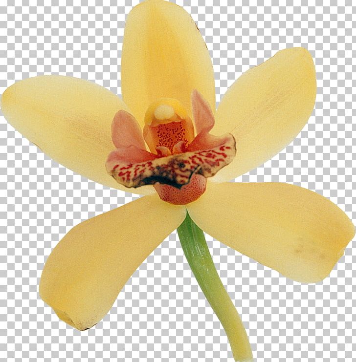 Moth Orchids Flowering Plant Petal Flowering Plant PNG, Clipart, Closeup, Flower, Flowering Plant, Moth Orchid, Moth Orchids Free PNG Download