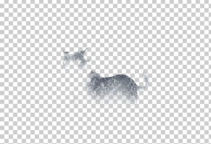 Whiskers Kitten Dog White Snout PNG, Clipart, Animals, Black, Black And White, Carnivoran, Cat Free PNG Download
