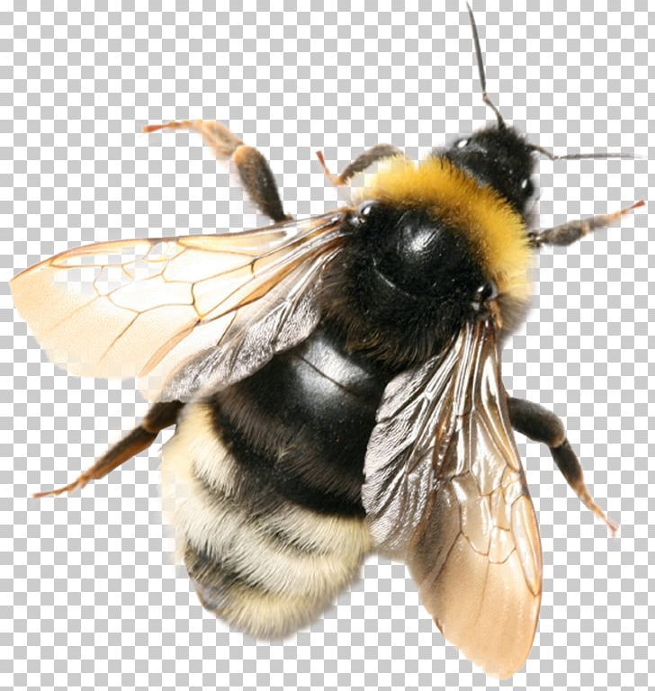 Bee Insect Bombus Terrestris Bombus Hortorum Honeycomb PNG, Clipart, Apis Florea, Arthropod, Bee, Beehive, Bombus Hortorum Free PNG Download