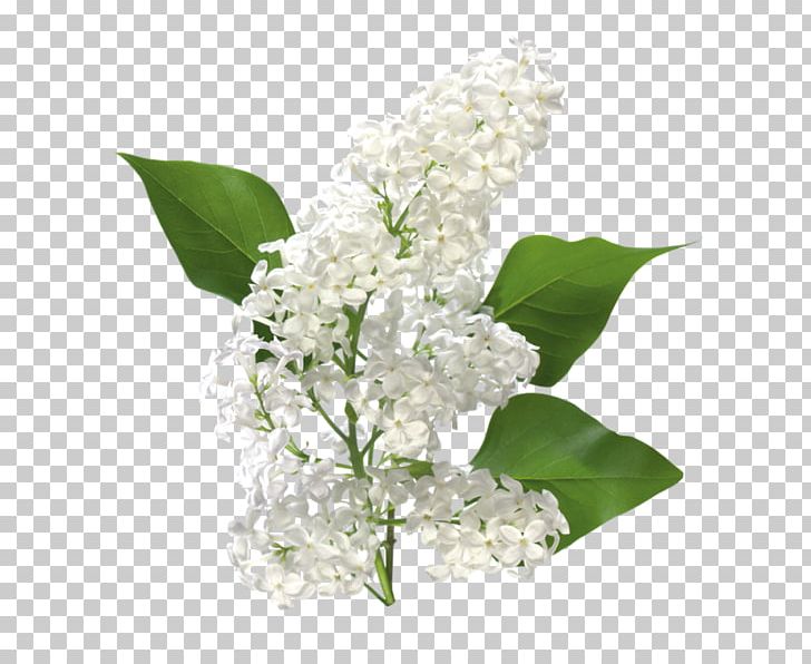 Common Lilac Flower Drawing PNG, Clipart, Blue, Branch, Clip Art, Common Lilac, Cut Flowers Free PNG Download