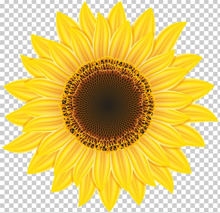 Common Sunflower PNG, Clipart, Color, Common Sunflower, Daisy Family, Display Resolution, Drawing Free PNG Download