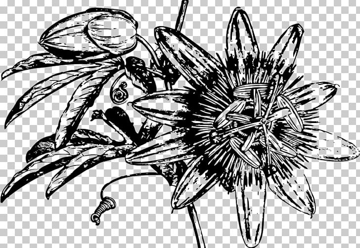 Passiflora Caerulea Flower Passion Fruit PNG, Clipart, Art, Artwork, Black And White, Computer Icons, Cut Flowers Free PNG Download