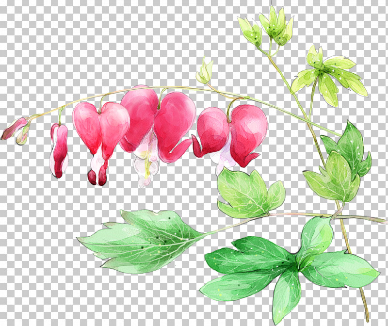 Flower Leaf Plant Pacific Bleeding Heart Petal PNG, Clipart, Anthurium, Branch, Drawing Flower, Floral Drawing, Flower Free PNG Download