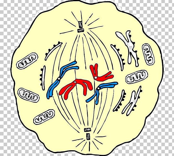 Mitosis Metaphase Cell Division Meiosis PNG, Clipart, Anaphase, Area, Biology, Cell, Cell Biology Free PNG Download