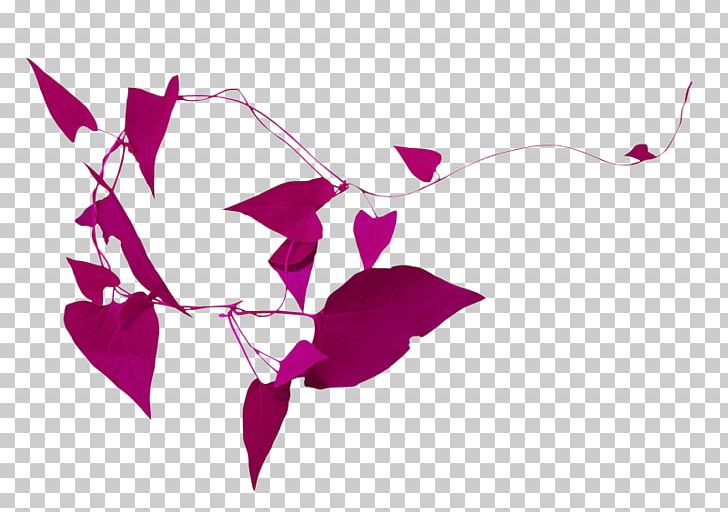 Portable Network Graphics Petal PNG, Clipart, Branch, Download, Flower, Fuchsia, Green Free PNG Download