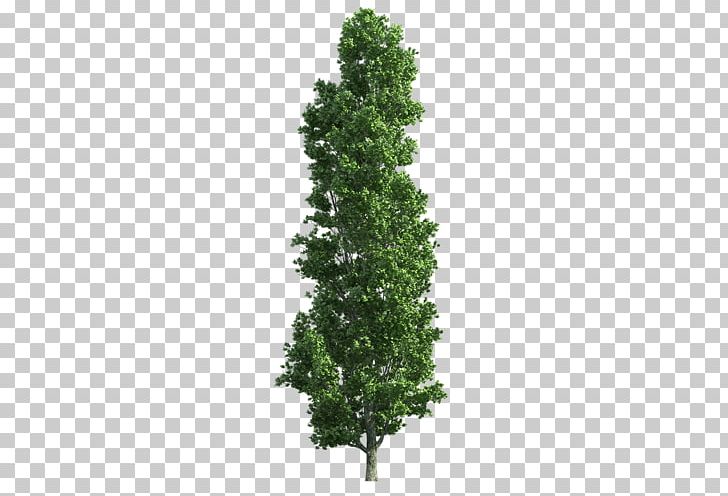 Spruce Eastern White Pine Scots Pine Tree Trunk PNG, Clipart, Biome, Branch, Conifer, Eastern White Pine, Evergreen Free PNG Download