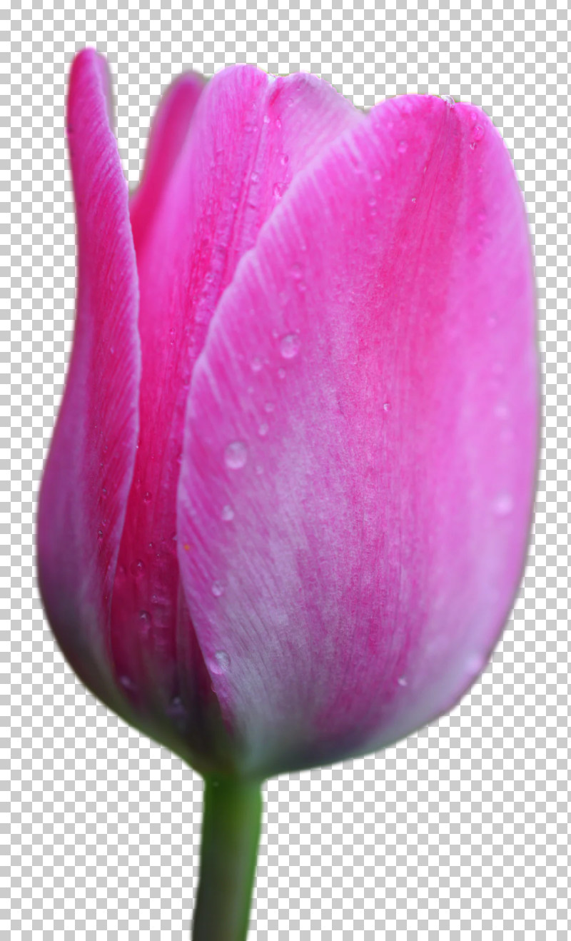 Plant Stem Tulip Lilies Petal Bud PNG, Clipart, Biology, Bud, Closeup, Flower, Lilies Free PNG Download