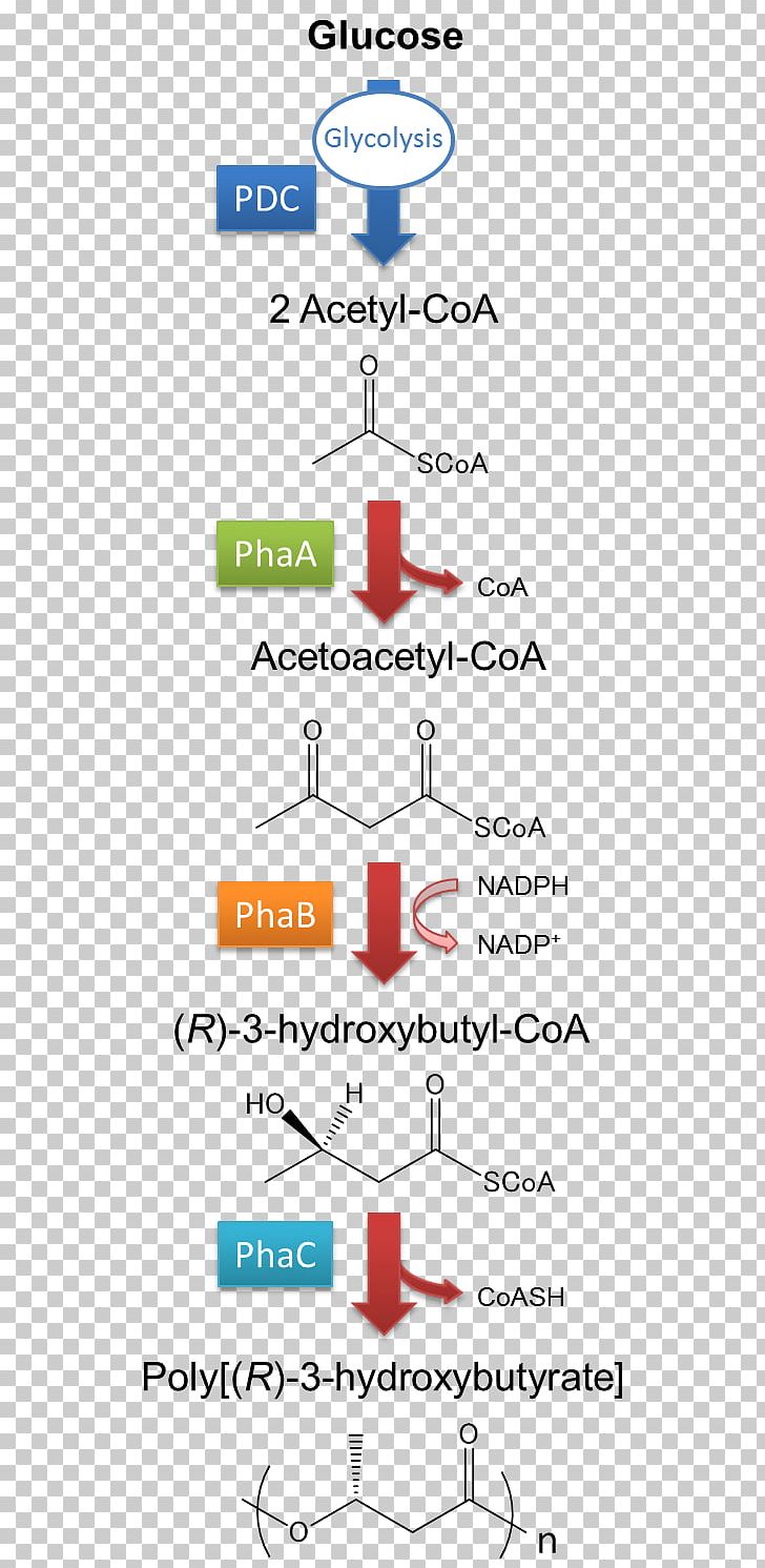 ACE Inhibitor And Thiazide Combination Line Point Quinapril Angle PNG, Clipart, Angle, Area, Art, Contribution, Diagram Free PNG Download