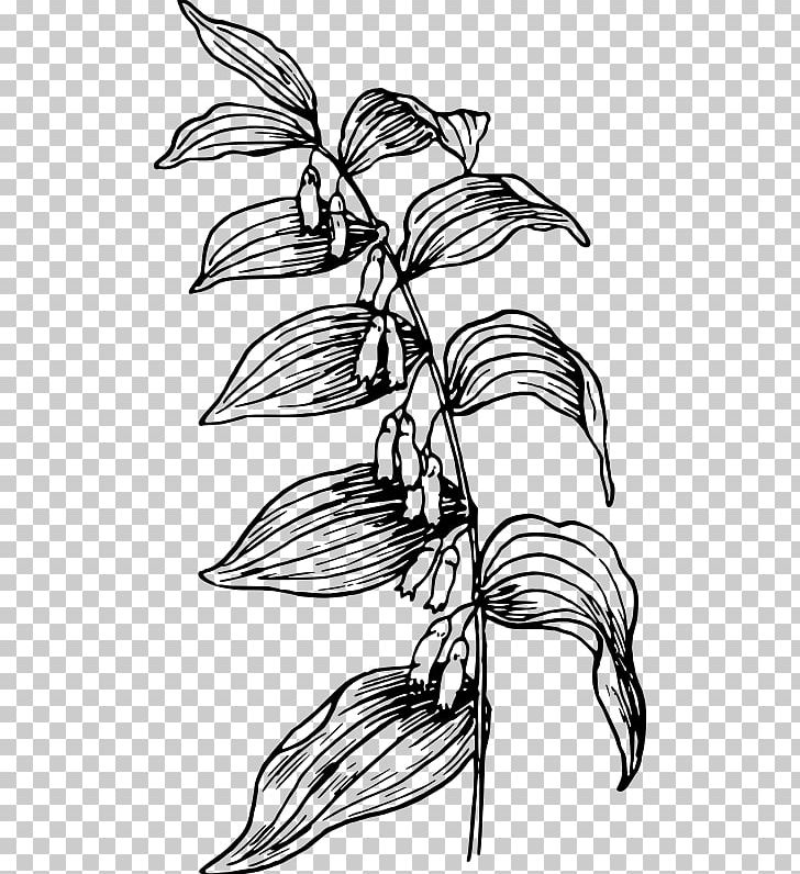 Branch Flower Plant Stem Line Art PNG, Clipart, Artwork, Bird Of Paradise Flower, Black And White, Branch, Domain Free PNG Download