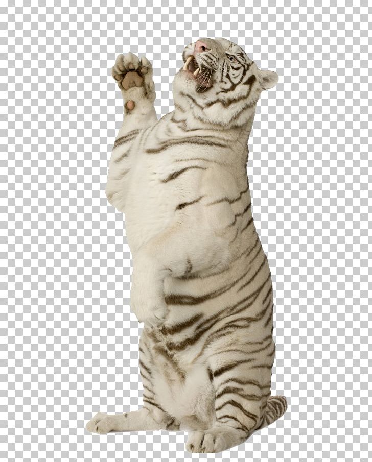 Felidae Lion Cat Bengal Tiger White Tiger PNG, Clipart, Animal, Animals, Background White, Big Cats, Black White Free PNG Download