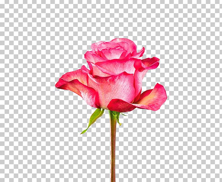 Garden Roses Cabbage Rose Pink Cut Flowers Plant Stem PNG, Clipart, Artificial Flower, Bud, Carrousel, China Rose, Cut Flowers Free PNG Download