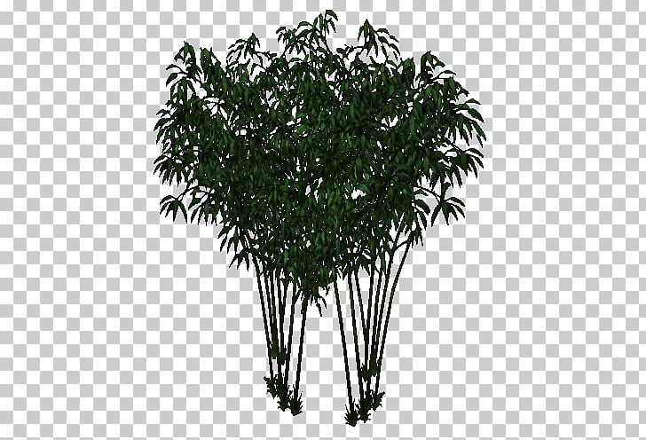 Tree Shrub Plant Flowerpot Arecales PNG, Clipart, Arecales, Bamboo, Branch, Branching, Flowerpot Free PNG Download