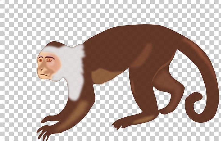 Capuchin Monkey White-headed Capuchin Brown Spider Monkey PNG, Clipart, Animal, Animals, Ape, Blog, Brown Free PNG Download