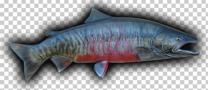 Coho Salmon Chum Salmon Fish Products Cod PNG, Clipart, Animals, Atlantic Cod, Boreogadus Saida, Carp, Chum Free PNG Download