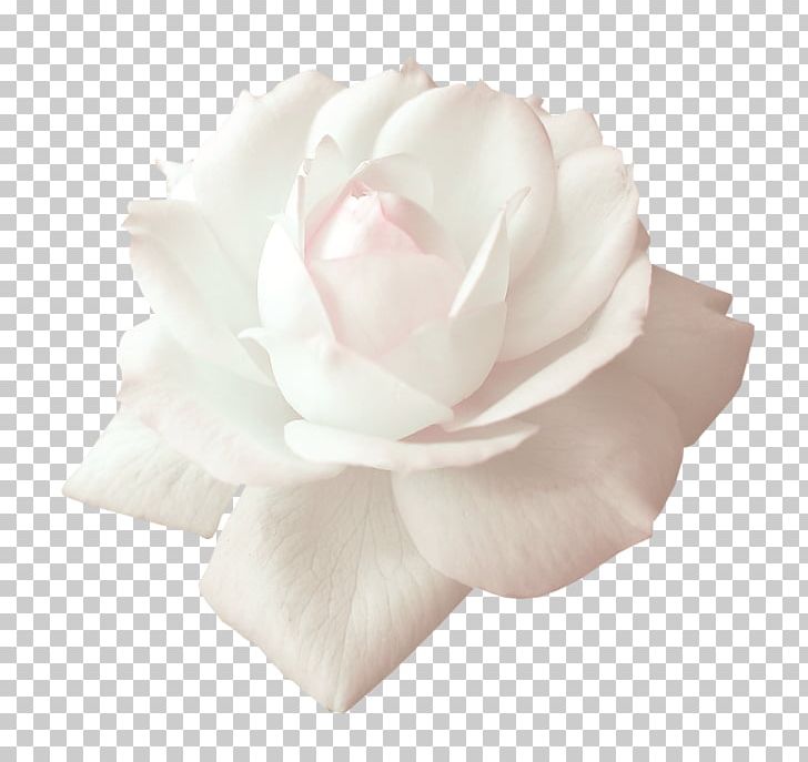 Garden Roses Beach Rose Centifolia Roses White PNG, Clipart, Centifolia Roses, Christmas Decoration, Creative, Cut Flowers, Day Free PNG Download