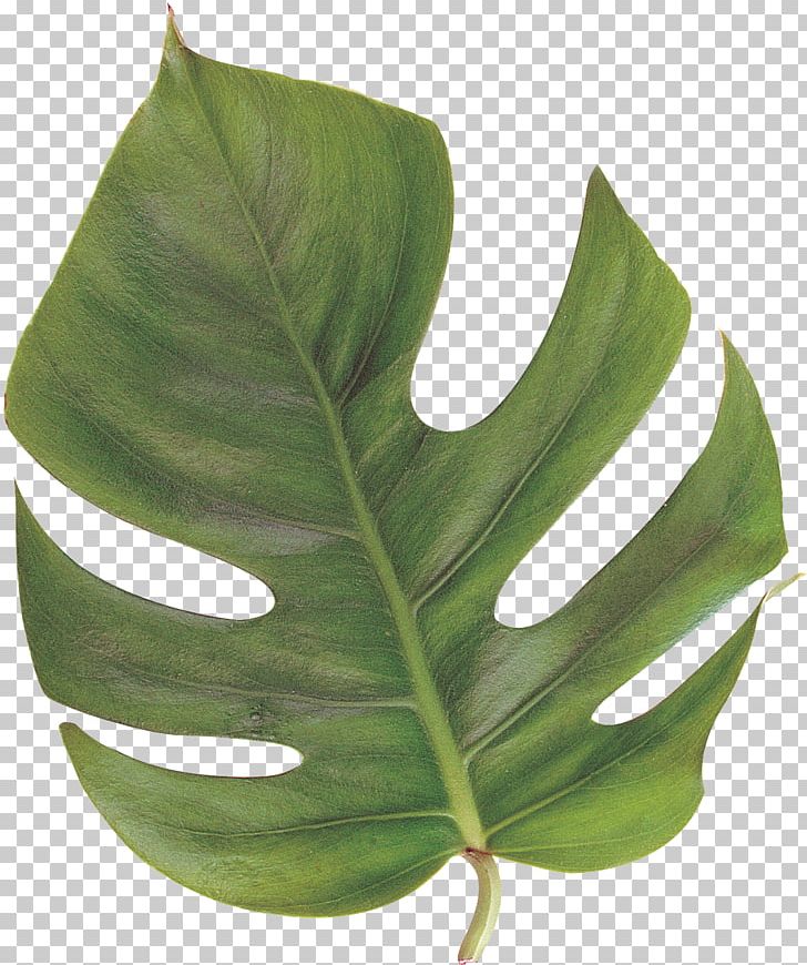 Leaf Geometry Plant Stem Feather PNG, Clipart, Drawing, Feather, Fox, Geometry, Houseplant Free PNG Download
