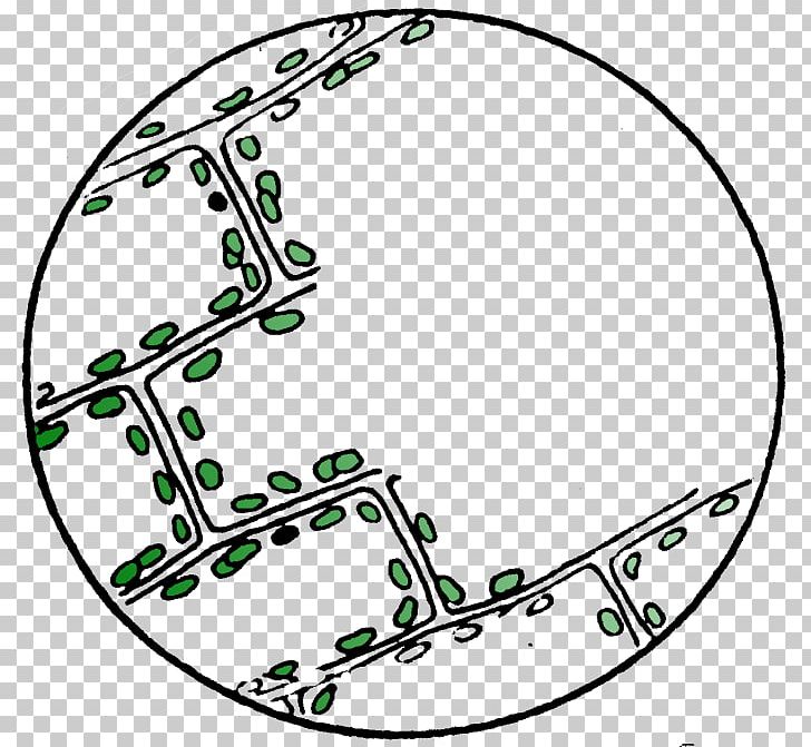 Microscope Cell Elodea Light Chloroplast PNG, Clipart, Area, Biology, Black And White, Cell, Chloroplast Free PNG Download