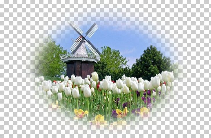 Netherlands Desktop Newquay Holland Tulip PNG, Clipart, Blog, Computer Wallpaper, Desktop Wallpaper, Energy, Flower Free PNG Download
